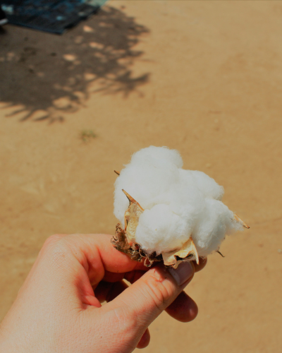 Coton biologique – détails