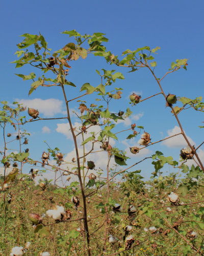 Cotonea – Impression