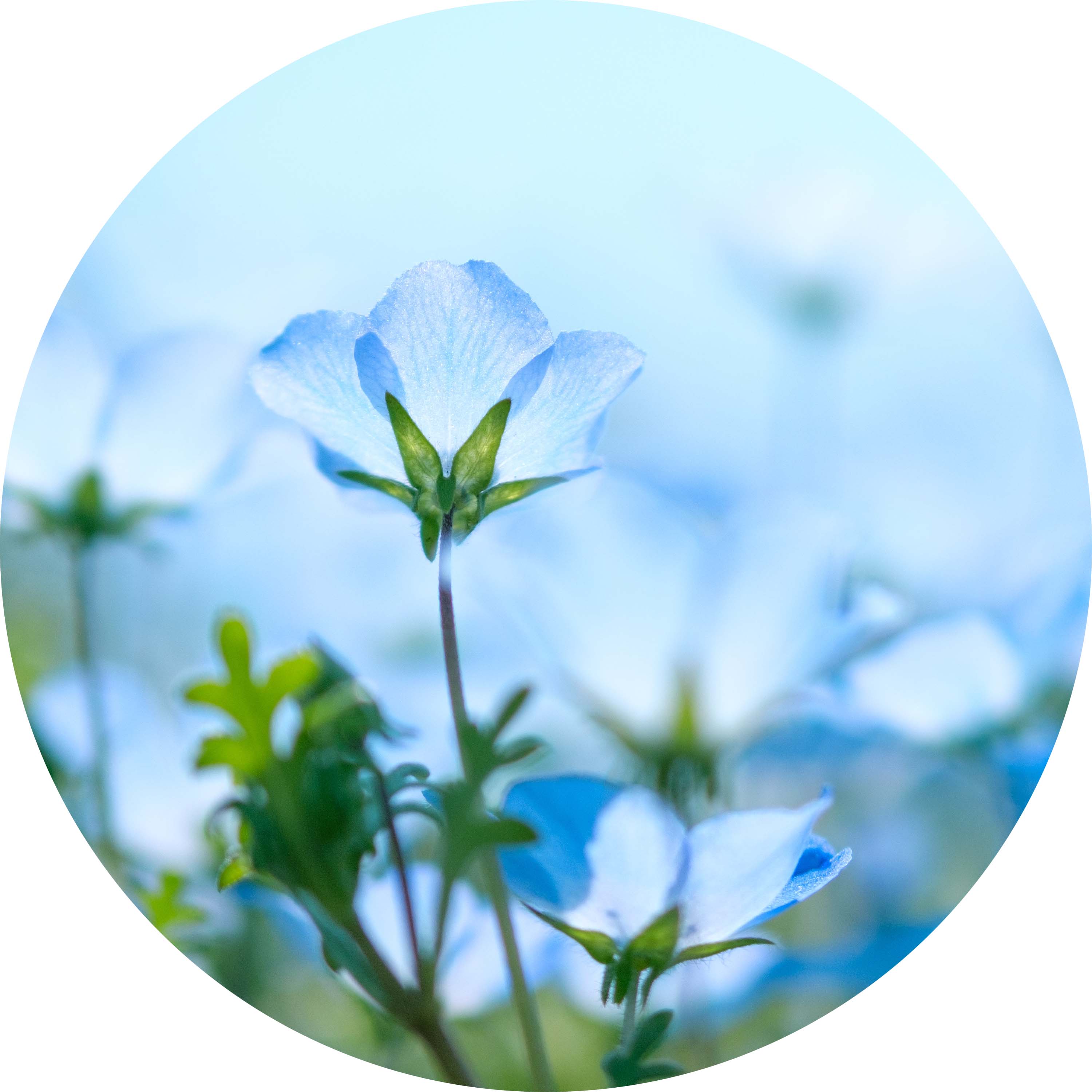 Bio Leinen Material1