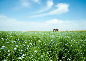 Blüte im Juni – Flachs