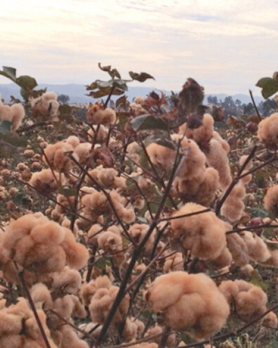 Farbig gewachsene Baumwolle - gibt's wirklich!