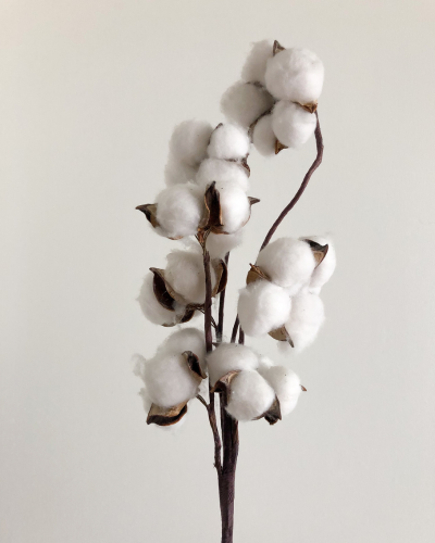 Soif, encore plus soif, coton ?