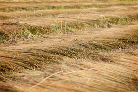 Rösten – Aufschluss der Pflanzenbestandteile