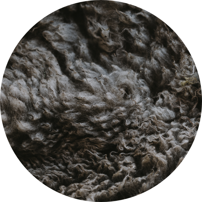 Teaser wool1