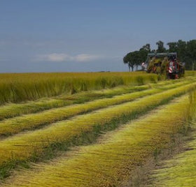 Ziehen im Juli – Ernte des Flachses