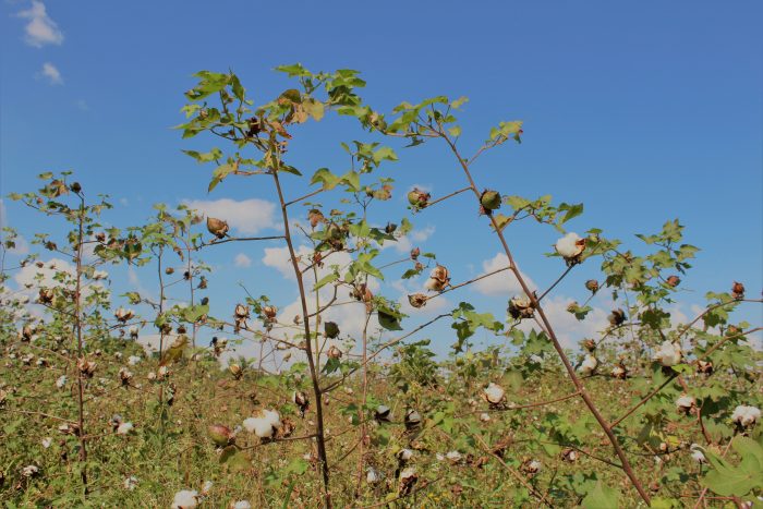 Bio Baumwollpflanzen vor blauem Himmel