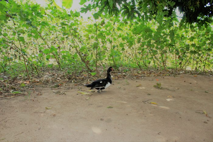 Enten im Baumwollfeld