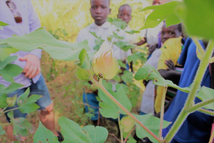 Biodiversität in Reinform