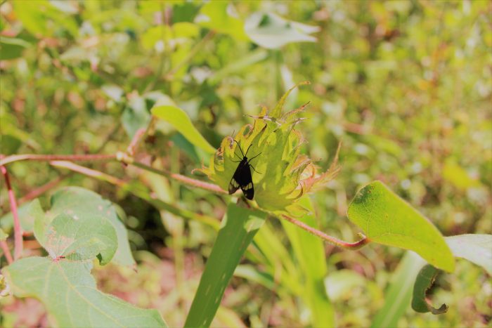 Ein Schmetterling landet auf der Baumwollpflanze