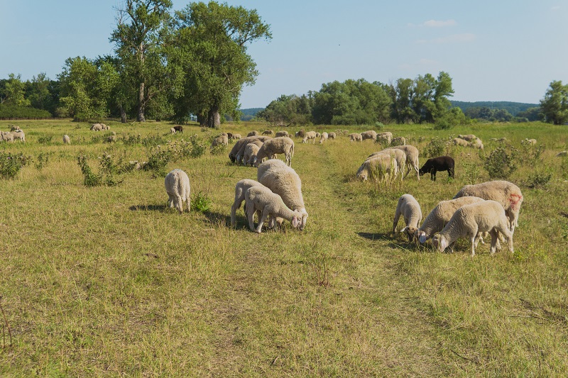 Sheep in the Elbe dikes