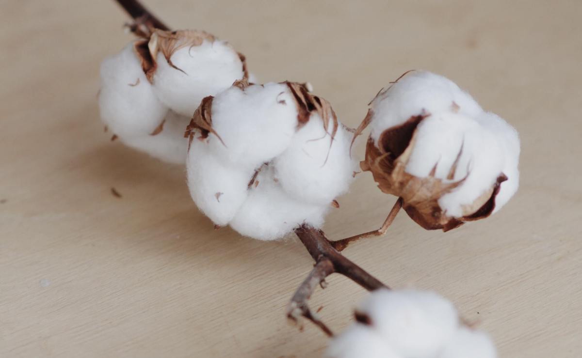 cotton on table