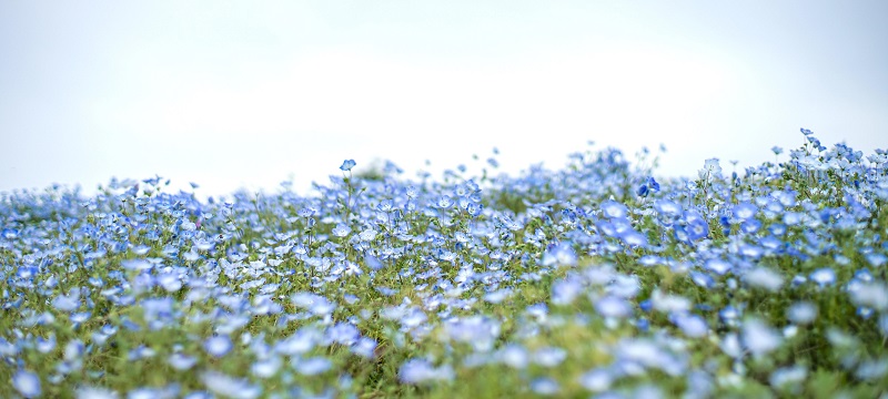 Ein Feld mit Flachs, aus dem Leinen hergestellt wird