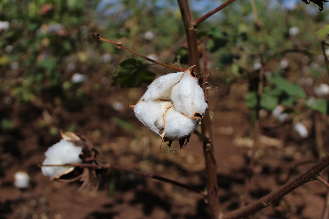 Bio Baumwolle Uganda